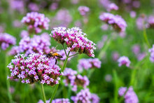 Load image into Gallery viewer, Verbena bonariensis 'Lollipop'
