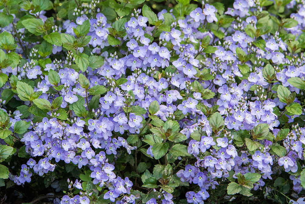 Veronica 'Waterperry Blue' Speedwell