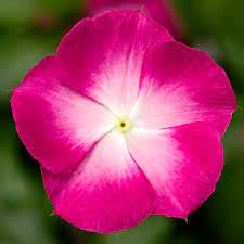 Vinca cora 'XDR Magenta Halo'