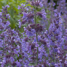Load image into Gallery viewer, Nepeta &quot;Walker&#39;s Low&#39;&#39; Catmint
