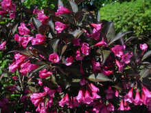Load image into Gallery viewer, Weigela florida &#39;Wine &amp; Roses&#39;
