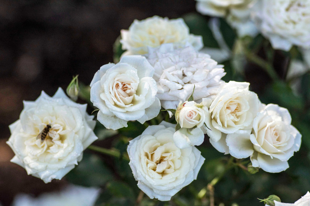 Rosa 'White Drift' Rose Bush