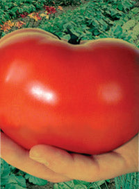 Tomato 'Whopper'