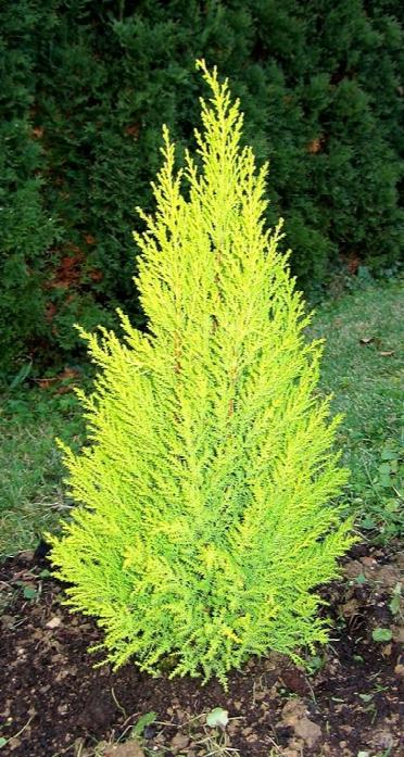 Cupressus macrocarpa 'Goldcrest'