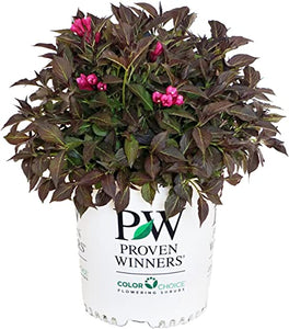 Weigela florida 'Spilled Wine'