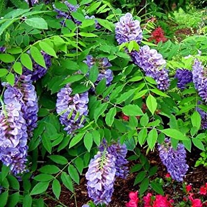 Wisteria Frutescens 'Amethyst Falls' Vine