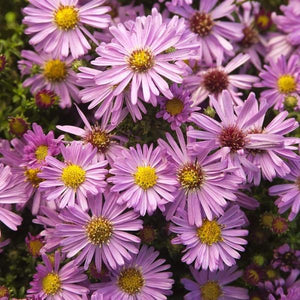 Aster "Wood's Pink"