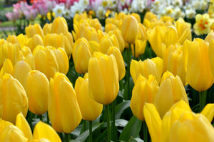 Tulip 'Yellow Emperor' Bulbs