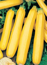 Load image into Gallery viewer, Squash &quot;Golden Zucchini&quot;
