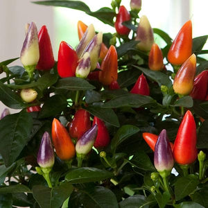 Ornamental Pepper 'Acapulco Multicolor'