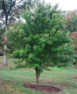 Acer rubrum 'Brandywine' Maple