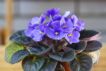 Load image into Gallery viewer, African Violets
