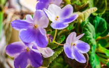 Load image into Gallery viewer, African Violets
