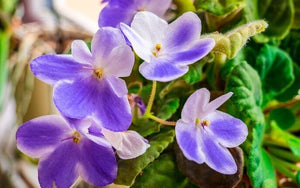 African Violets