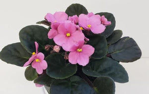 African Violets