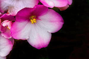 African Violets