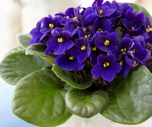 African Violets