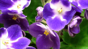 African Violets