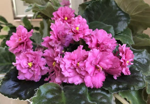 African Violets