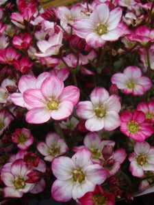 Saxifraga ‘Alpino Early Picotee’