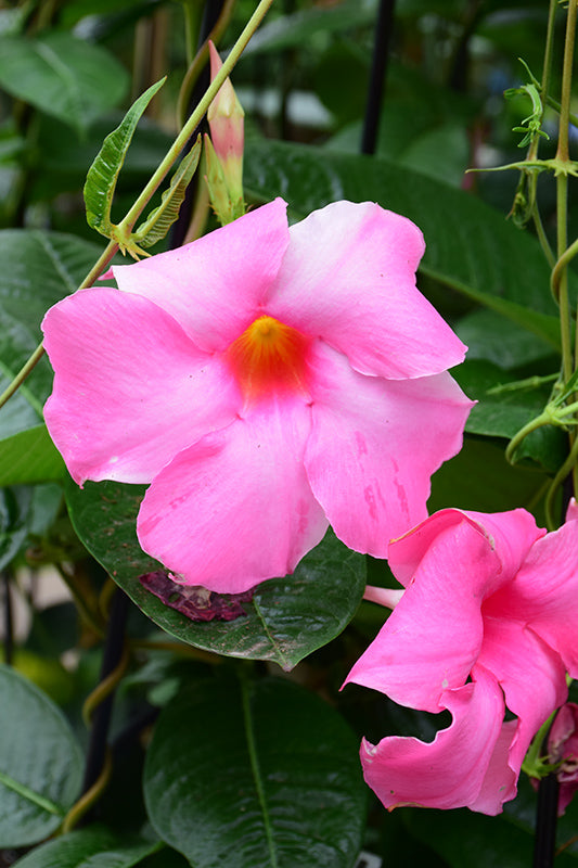 Mandevilla 'Alice Dupont' & Trellis
