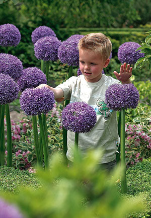 Allium 'Gladiator' Bulbs (2)