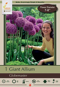 Allium 'Globemaster' Bulb (1)