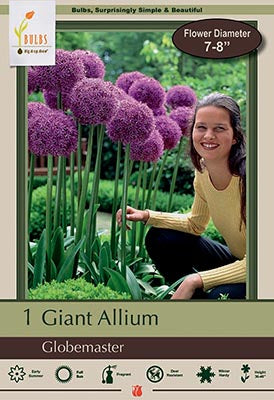 Allium 'Globemaster' Bulb (1)