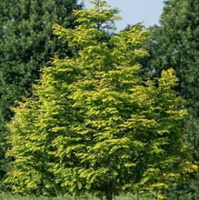 Load image into Gallery viewer, Metasequoia &#39;Amber Glow&#39; Dawn Redwood
