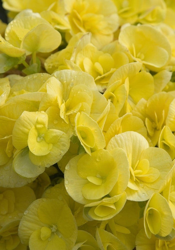 Begonia 