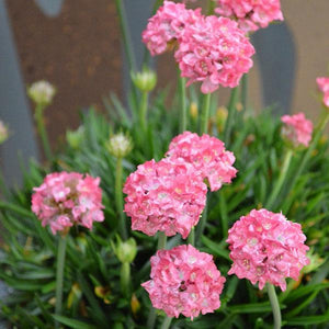 Armeria dreameria 'Daydream'