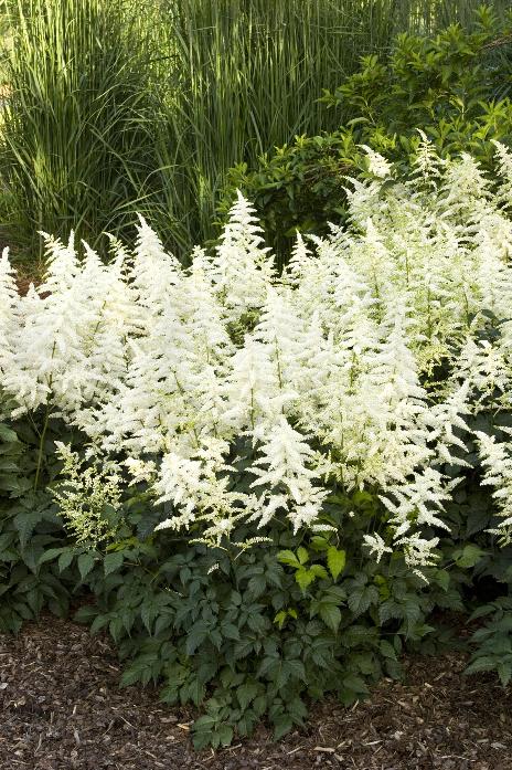 Astilbe arendsii 'Bridal Veil'