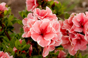 Azalea Encore "Autumn Sunburst"