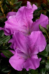 Azalea Encore "Autumn Lilac"