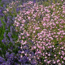 Load image into Gallery viewer, Gypsophila paniculata &#39;Pink Festival&#39; Baby&#39;s Breath
