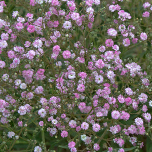 Gypsophila paniculata 'Pink Festival' Baby's Breath