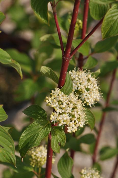 Cornus baileyi 'Red Twig Dogwood'