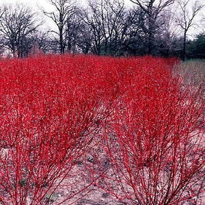 Cornus baileyi 'Red Twig Dogwood'