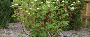 Cornus baileyi 'Red Twig Dogwood'