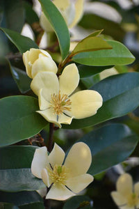 Magnolia figo 'Serendipity' Banana Shrub
