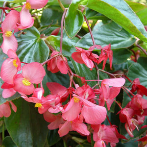 Begonia 'Dragon Wing Pink' Hanging Basket