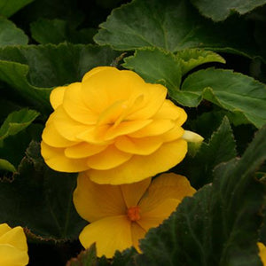 Begonia 'Nonstop Mocca Yellow'