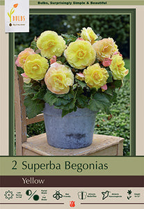 Begonia 'Superba Yellow' Bulbs (2)