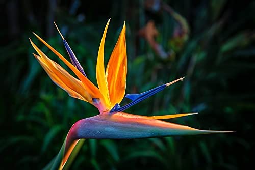 Bird of Paradise 'Orange'