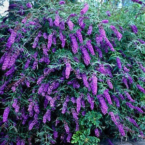 Butterfly Bush Buddleia 'Black Knight'