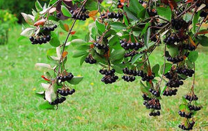 Aronia melanocarpa "Black Chokeberry"