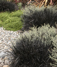 Load image into Gallery viewer, Ophiopogon p. &#39;Nigrescens&#39; Black Mondo Grass

