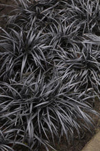 Load image into Gallery viewer, Ophiopogon p. &#39;Nigrescens&#39; Black Mondo Grass
