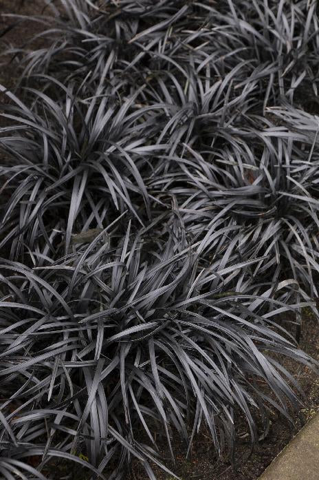 Ophiopogon p. 'Nigrescens' Black Mondo Grass