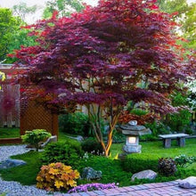 Load image into Gallery viewer, Acer palmatum &quot;Bloodgood&quot; Japanese Maple
